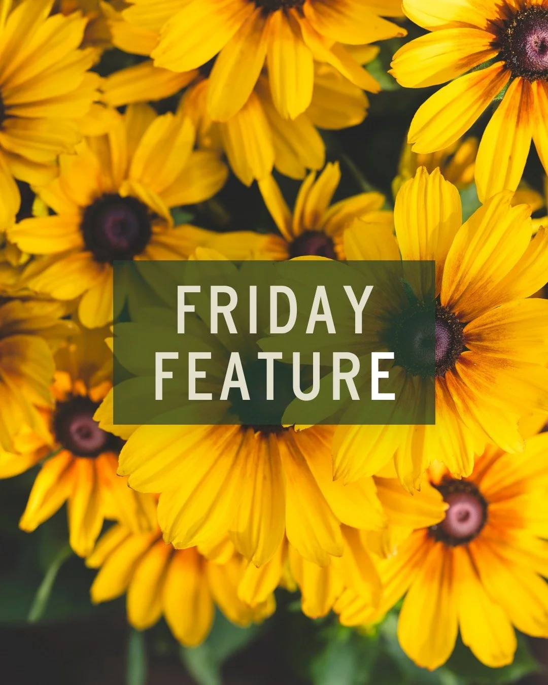 Add a splash of color to your garden with this week's Friday Feature!

🌼 Osteospermum (African Daisy) thrives in full sun, well-drained soil, and moderate moisture, blooming from spring to autumn. These drought-tolerant, tender perennials need littl