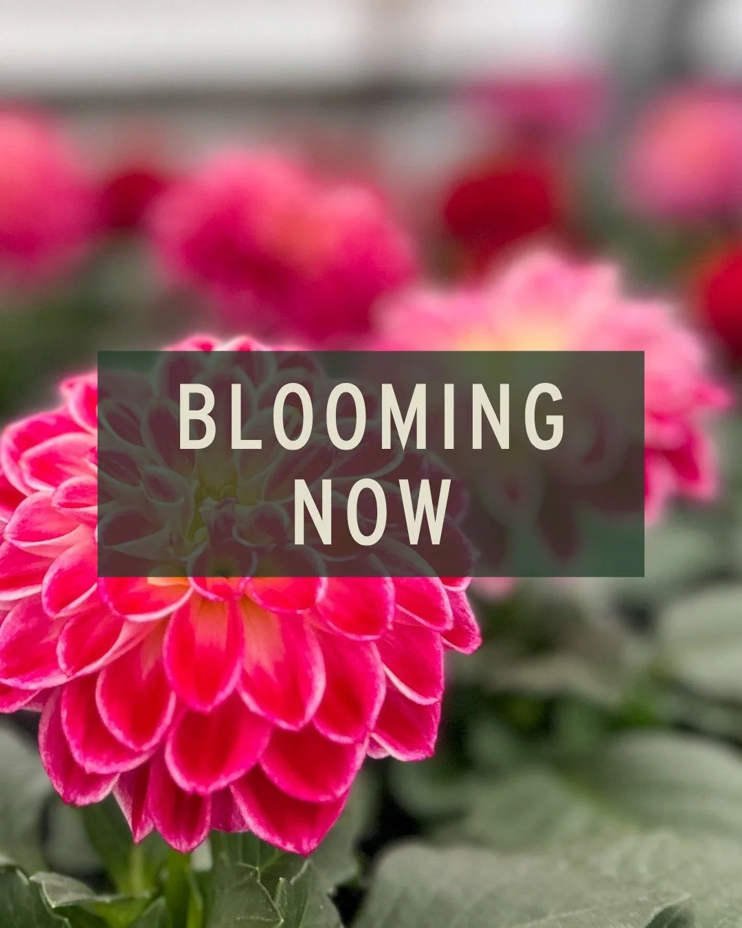 💐 BLOOMING NOW! 💐 Bloomin' season is in full swing &amp; nothing beats stepping outside to a garden FULL of color 😍 

Lupine 💜 showstoppers with tall, colorful spires that pollinators absolutely love! These plants like full sun to light shade wit