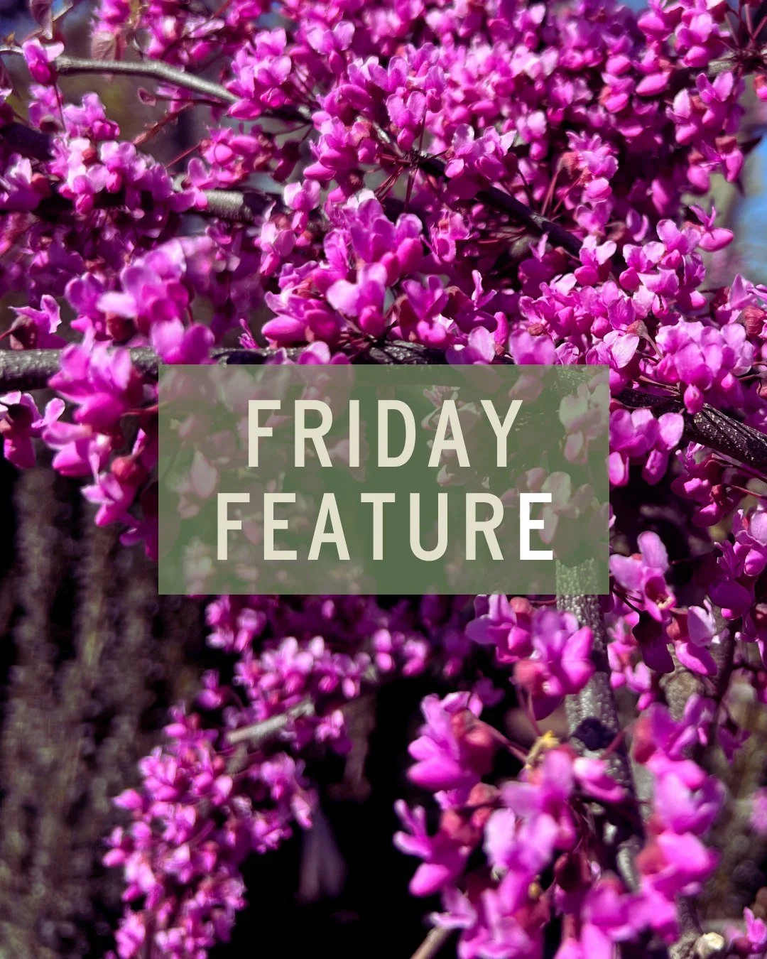 Happy Arbor Day! 🌳
Initiated in 1872 by J. Sterling Morton, this day encourages planting trees to improve air quality, provide shade, and support ecosystems.

To give you a little inspo, our Friday Feature this week is the stunning Eastern Redbud (C