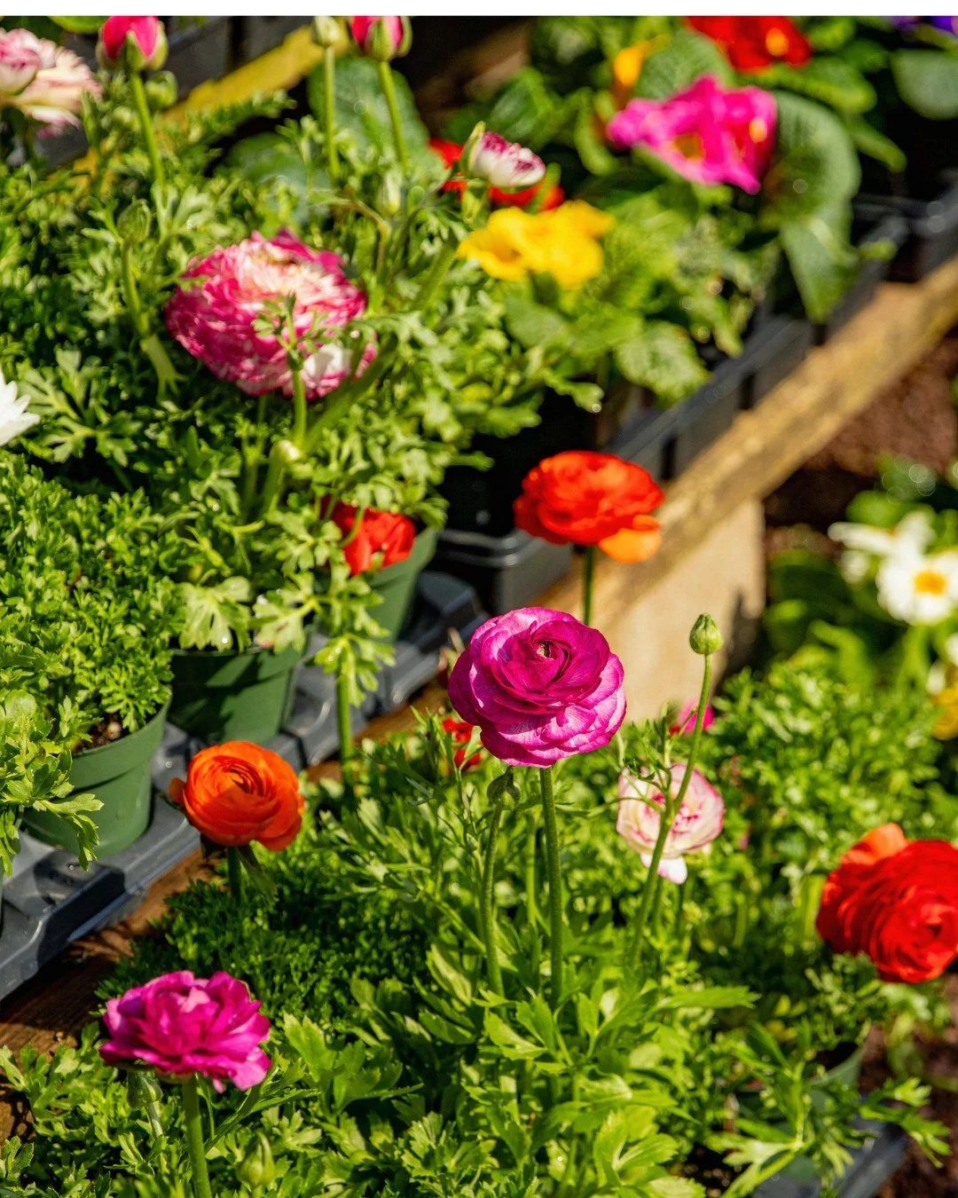 ⏳ Two weeks until Mother's Day! 💗

Now's the perfect time to pick up a gift to show your mom, or any special person in your life, how much they mean to you! From fresh flowers to beautiful planters &amp; so much more - we've got the perfect gift wai