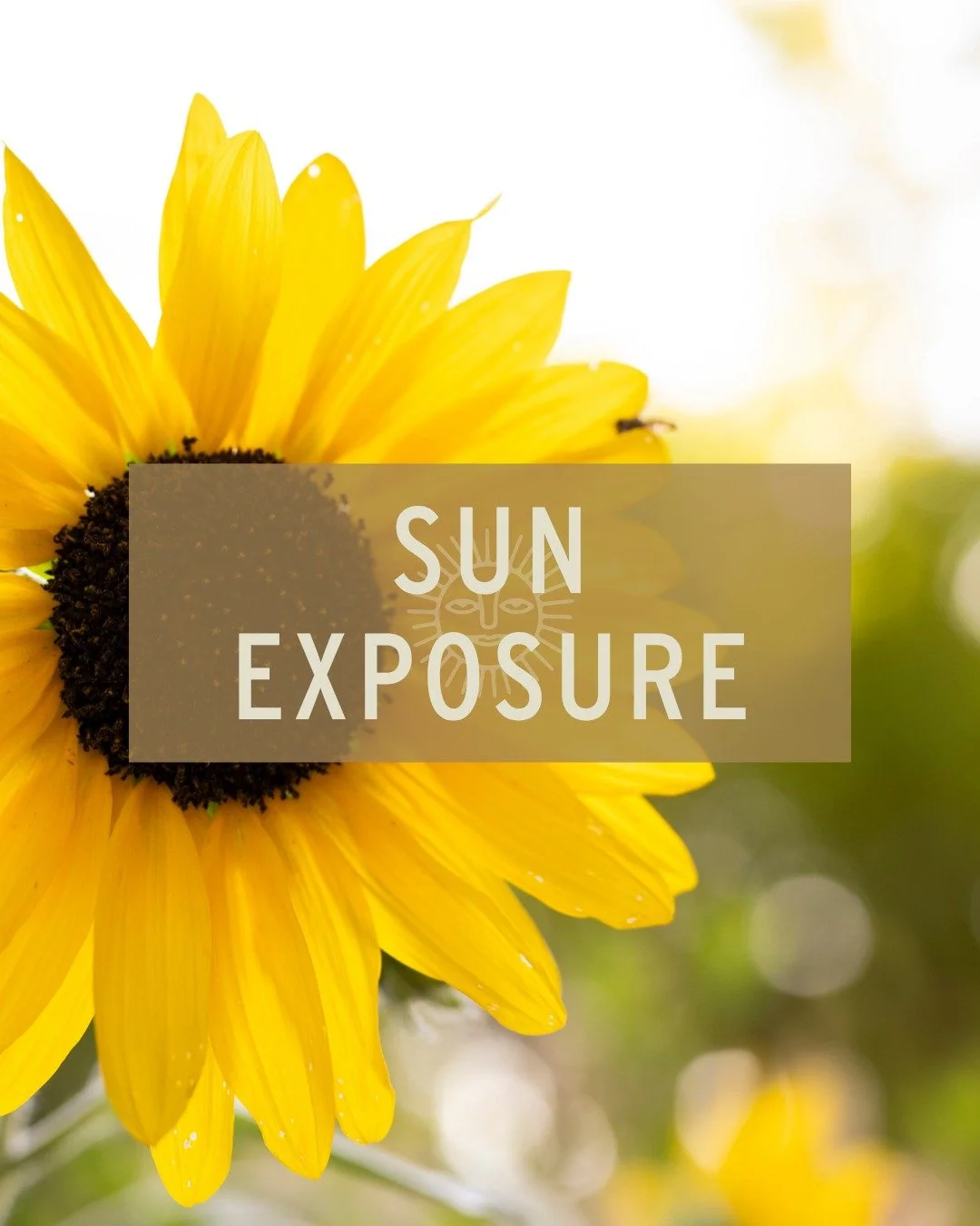 Luckily, most plants come with a care guide describing the ideal conditions they need to thrive. But what does it actually mean? 

All plants require sunlight to grow, but not the same amount of time or intensity. Use this guide to help figure out wh