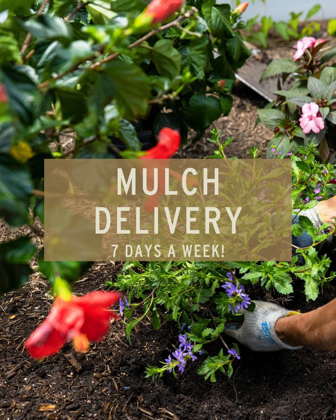 Need mulch? We've got you covered! 😉

We offer mulch delivery 7 days a week! (yes, Sundays too!)

Bulk Mulch Pricing:
Triple Shredded Wood - $48.00/cubic yard 
Black Dyed Mulch - $48.00/cubic yard 
Brown Dyed Mulch - $48.00/cubic yard | 1/2 yard - $