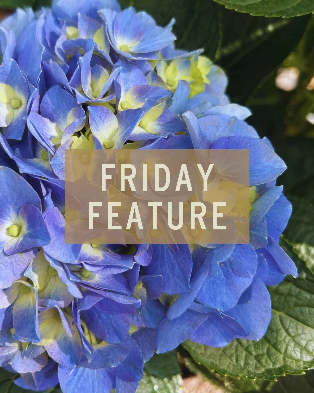 Gettin' groovy this Friday with Let's Dance&reg; Blue Jangles&reg; reblooming big-leaf hydrangea. 💃

💙 Top three reasons to grow this hydrangea:
1. The only truly compact reblooming hydrangea
2. blooms on old wood and new wood, so you get more flow