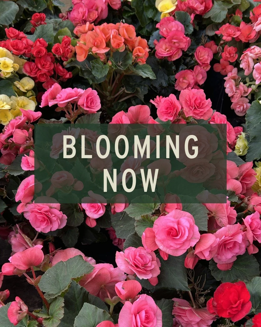 ☀ Here are some sun-lovin' blooms showing off at Lang's this weekend ☀

Heliotrope - plant her in rich, well-draining soil and deadhead regularly to keep those fragrant vanilla-cherry blooms coming all season long. Consistent moisture is key to keepi