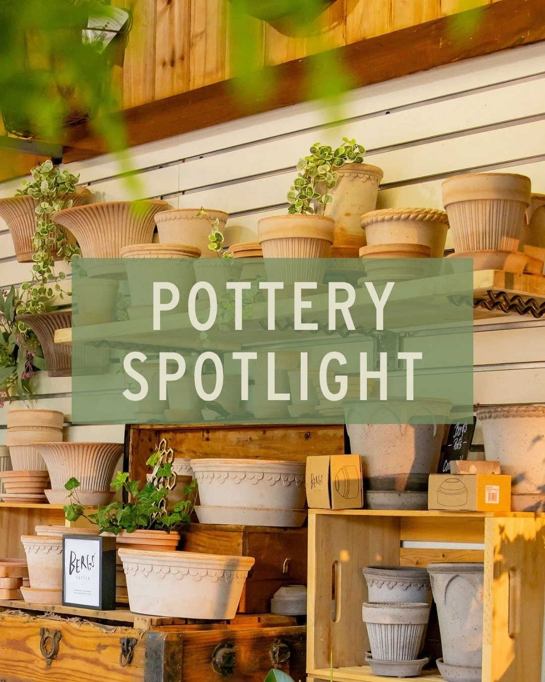 Pots your plants love 🪴🫶

Bergs Potter's raw terracotta is made from Italy's finest clay - no chemicals, no shortcuts - just a naturally porous material that regulates moisture, airflow, and root temperature. The saucers are specially finished to b