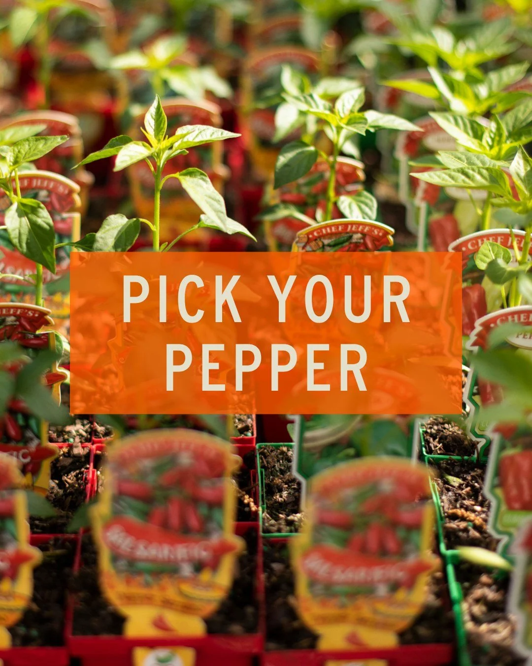 The heat is on! Make it last by adding peppers to your garden! Your pick - sweet, smoky, or send-help-hot? 🔥

Our pepper lineup has something for every kind of dish. Come pick your heat level and add some spice (or sweetness) to your garden!

📍 Lan