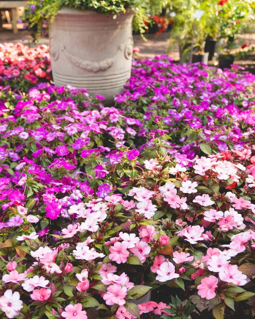 Get the most our of your May flowers and keep them blooming longer &amp; stronger by giving them a lil boost!

Swipe to see the products we sell, recommend, and use ourselves to keep the color coming all summer long. 🌸

Questions about a specific pr