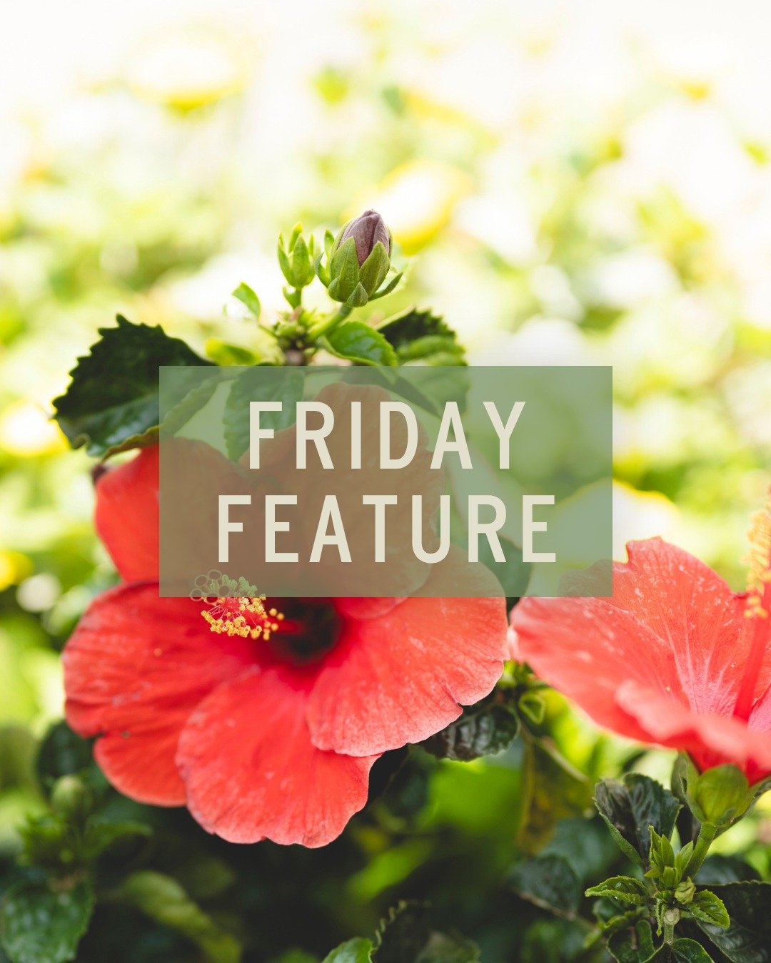 It's about time we feature these beauties - their blooms are starting to open up about the size of my head! Talk about a show-off 🌺

There's a reason tropical hibiscus is one of the most popular summer plants we carry. Once you see these blooms in p