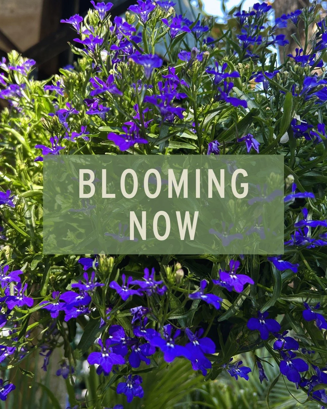 Red, white, &amp; blooms 🇺🇸 See what's blooming at Lang's! 👀

Ixora ❤️ these vibrant blooms will bring bold, tropical colors to your containers &amp; summer landscapes. Ideal for full sun to part sun areas, and make sure to feed with a a slow-rele