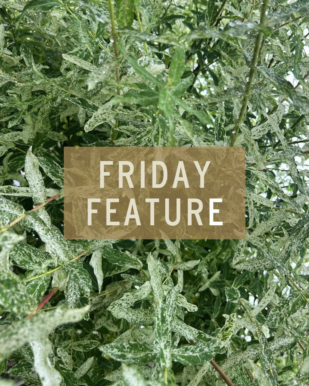 TGIF! 

Meet the Hakuro Nishiki, also known as the Dappled Willow.

Yes, it's just as dreamy as it sounds. This stunning dwarf ornamental tree is beloved for its show-stopping variegated foliage: new growth emerges in soft shades of pink, white, and 