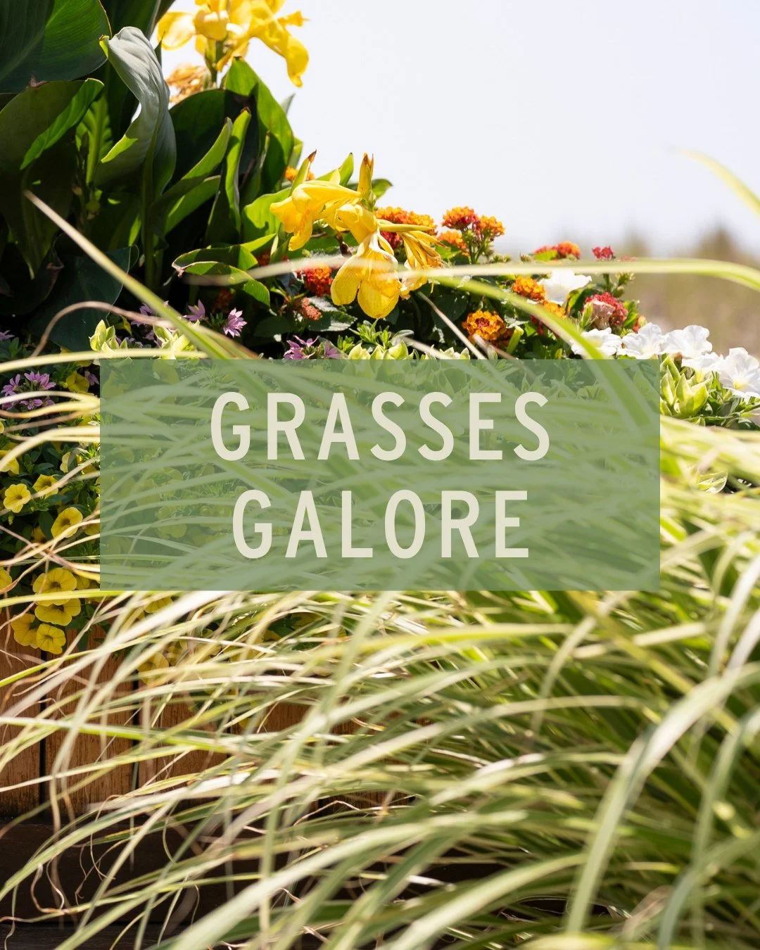 The key to a stunning, low-effort garden might just be grasses. They add movement &amp; texture, and are generally very easy to maintain once established. 

From petite sedges perfect for containers to tall, dramatic statement grasses, we've got some