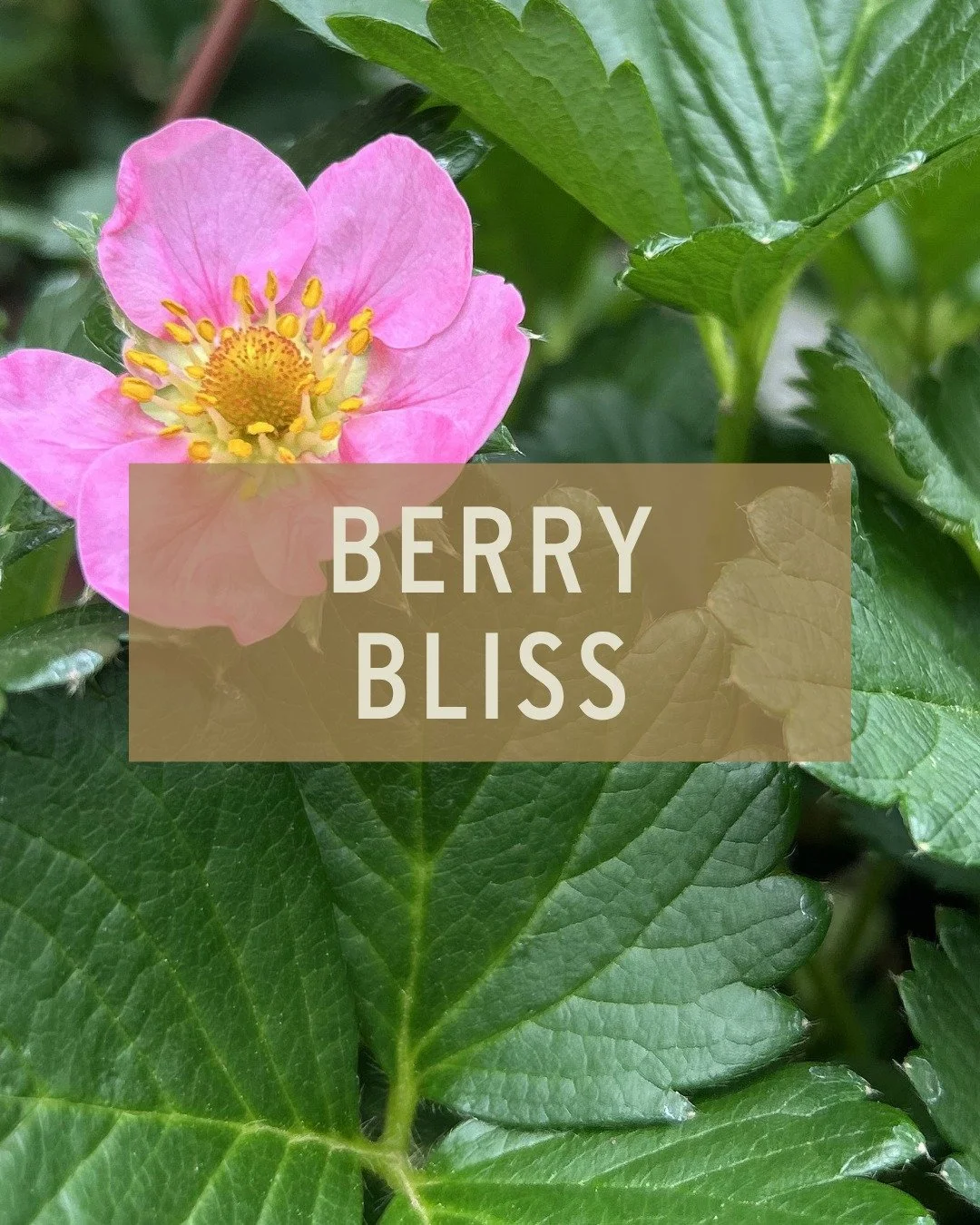 Ending National Strawberry Month with all things berry! (side note: most of these aren't actually "true" berries from a botanical standpoint, but they're delicious, they grow in your garden, and we're calling them all berries - moving on!)
