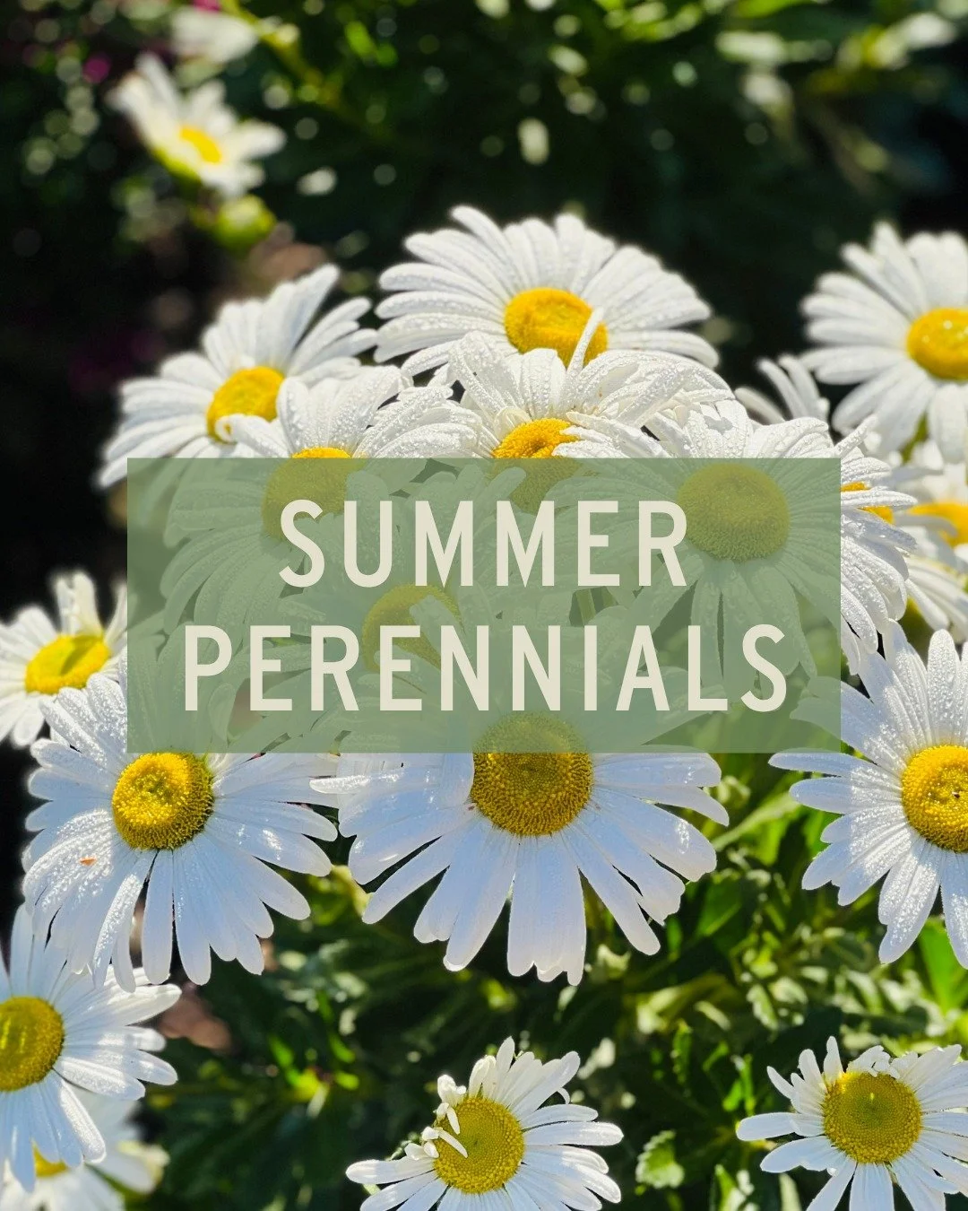 A little over 2 weeks until it's officially summer! 😎 Here are three early summer perennials we think you should add to your garden &amp; why:

Astilbe 🌸 feathery, plume-like flower spikes in shades of pink, red, white, and purple make this one a s