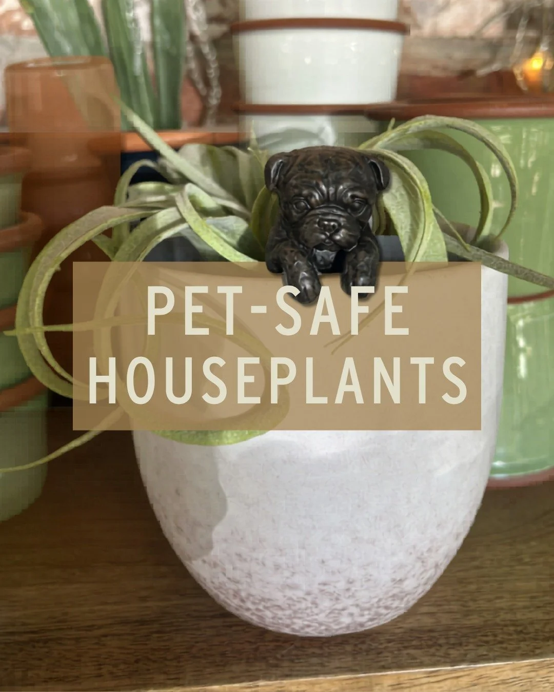 🐾 Your pets are family 💕 and keeping them safe matters in every corner of your home.

These 9 houseplants are non-toxic to cats &amp; dogs, so you can bring the beauty of nature indoors without putting your fur-babies at risk. 

💚 When in doubt, c