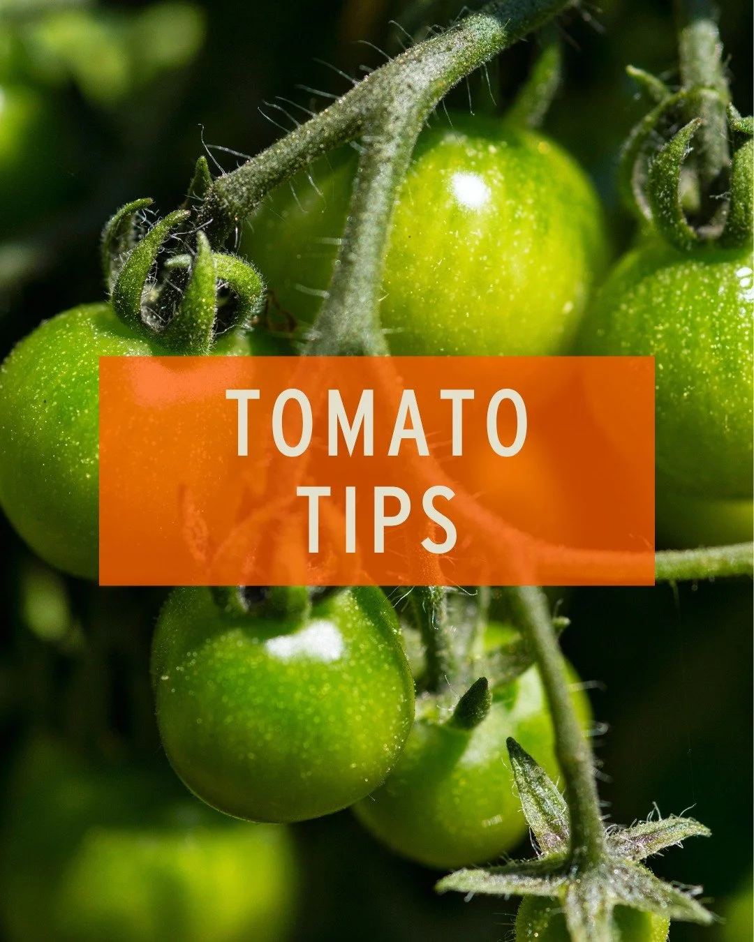 June is a critical month for tomato maintenance! Put in the work now and your BLTs will thank you later. 

🍅 Focus on establishing sturdy supports like cages or trellises before your plants get too heavy, and don't forget to prune suckers and any ye