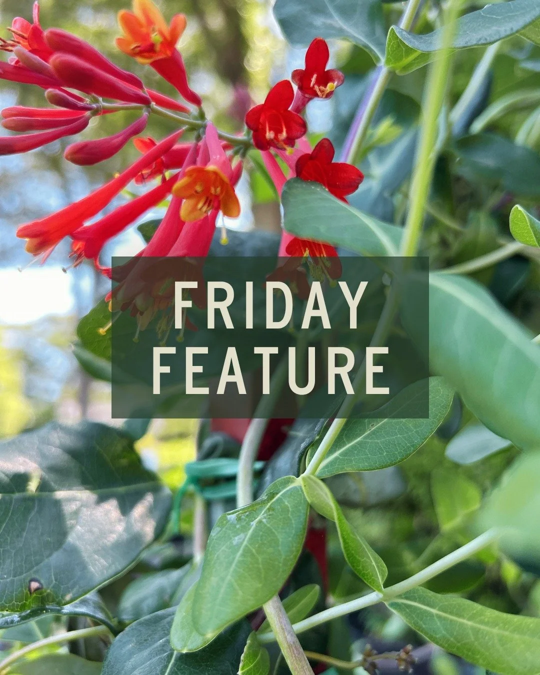 Since it is National Pollinator Month, we're featuring this hummingbird &amp; butterfly magnet 🦋

'Major Wheeler' Honeysuckle is a fast-growing, non-invasive perennial climbing vine celebrated for its massive explosion of tubular, coral-red flowers 