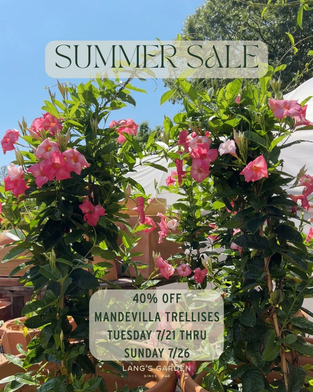 Don't miss this week's summer sale - starting tomorrow Tuesday 7/21 thru Sunday 7/26 🌺

Growing a mandevilla on a trellis is the best way to showcase its vibrant, trumpet-shaped blooms. These plants have been trained to climb since they were first p