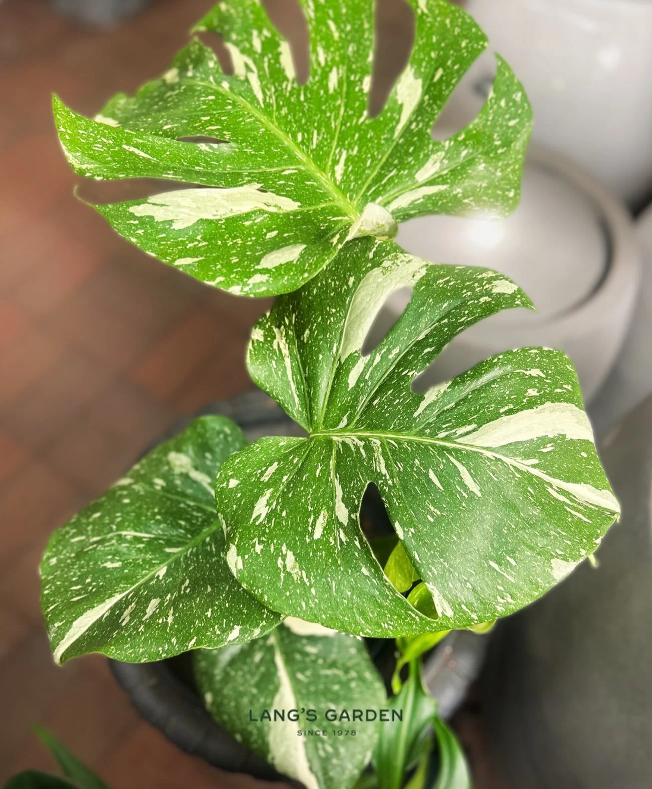 Monstera Monday? Maybe we&rsquo;ll make that a thing!

The Monstera &lsquo;Thai Constellation&rsquo; is highly coveted for a reason - I mean just look at her 🤩

The speckled, creamy-white and green variegation is very unique compared to other Monste