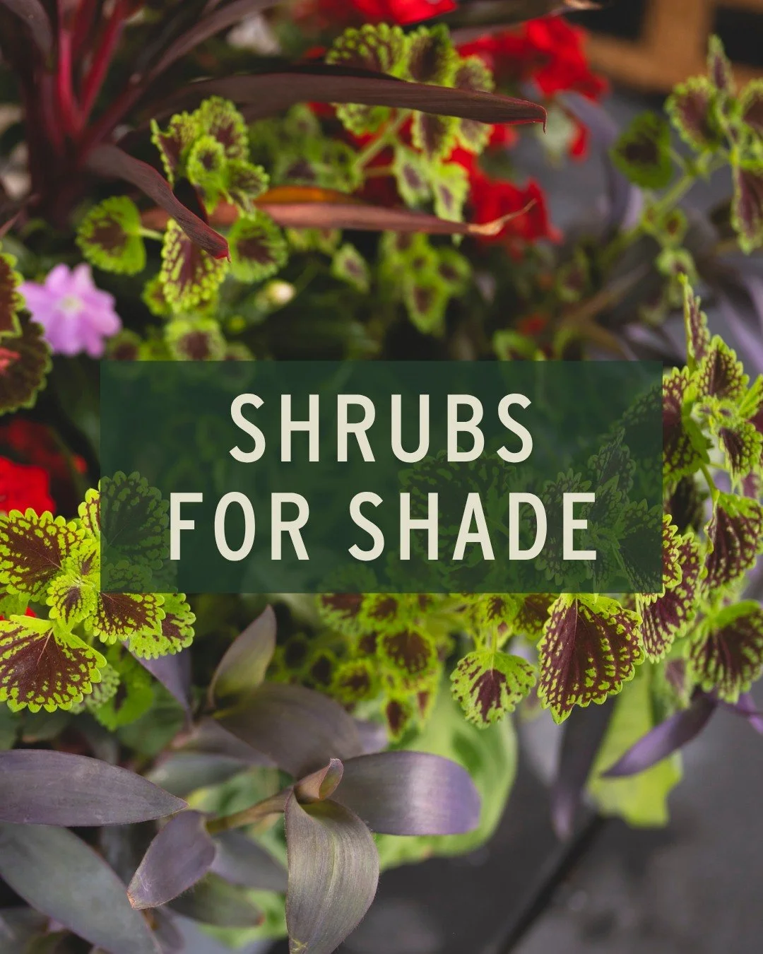 Those dim areas of your garden can be lush with blooms and stunning foliage, too! Here we picked out some shade-loving shrubs that can bring color &amp; year round interest to the most tucked-away areas of your garden:

A popular summer classic - the
