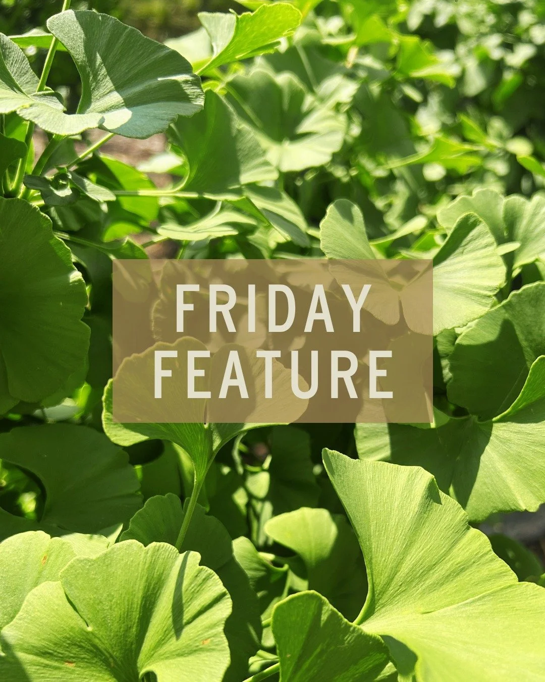 🌳 Fun pick for today's Friday Feature! 🍃

Grown by @iselinursery, the Mariken Maidenhair Tree (Ginkgo biloba 'Mariken') is a slow-growing, dwarf cultivar discovered in the Netherlands in 1995 that features the signature fan-shaped, bright green gin