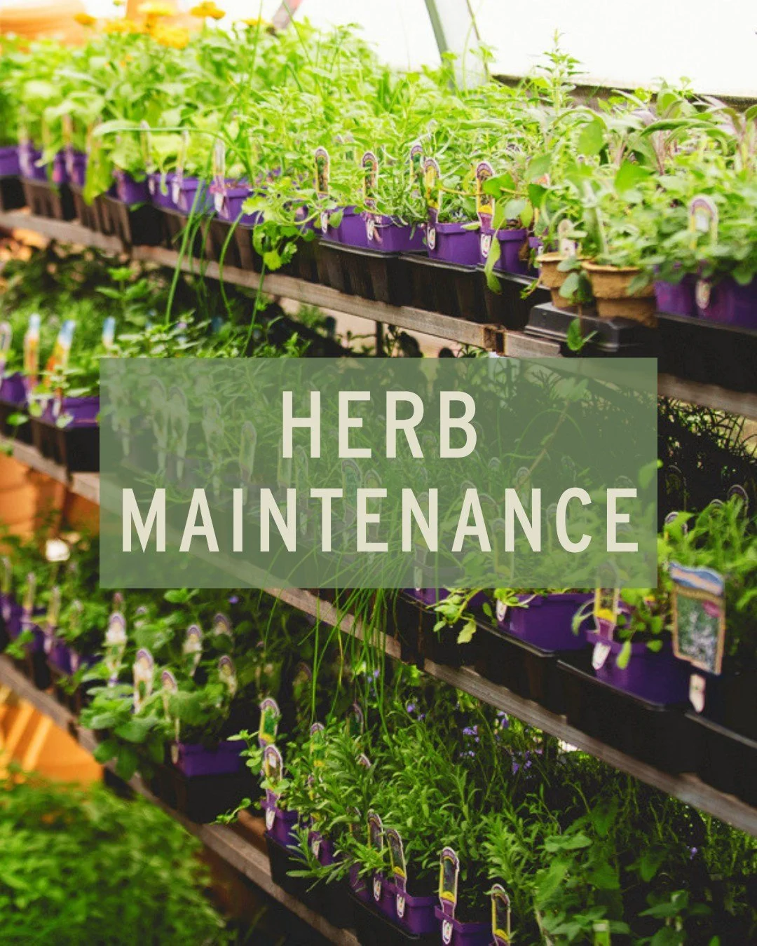 One of the best parts of summer is enjoying fresh herbs from the garden with every meal.. 🌿

To maximize your yields and keep your garden thriving this time of year, you will need to manage rapid growth, prevent early flowering (bolting), and mainta