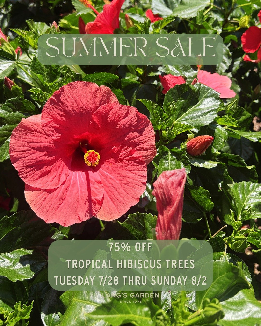 🌺 Our biggest summer sale yet..

Keep the summer flowers going strong with these beautiful tropical beauties! Hibiscus are the true blooms of summer, and will continue showing off through late fall. Find a spot with full sun and add these endless su