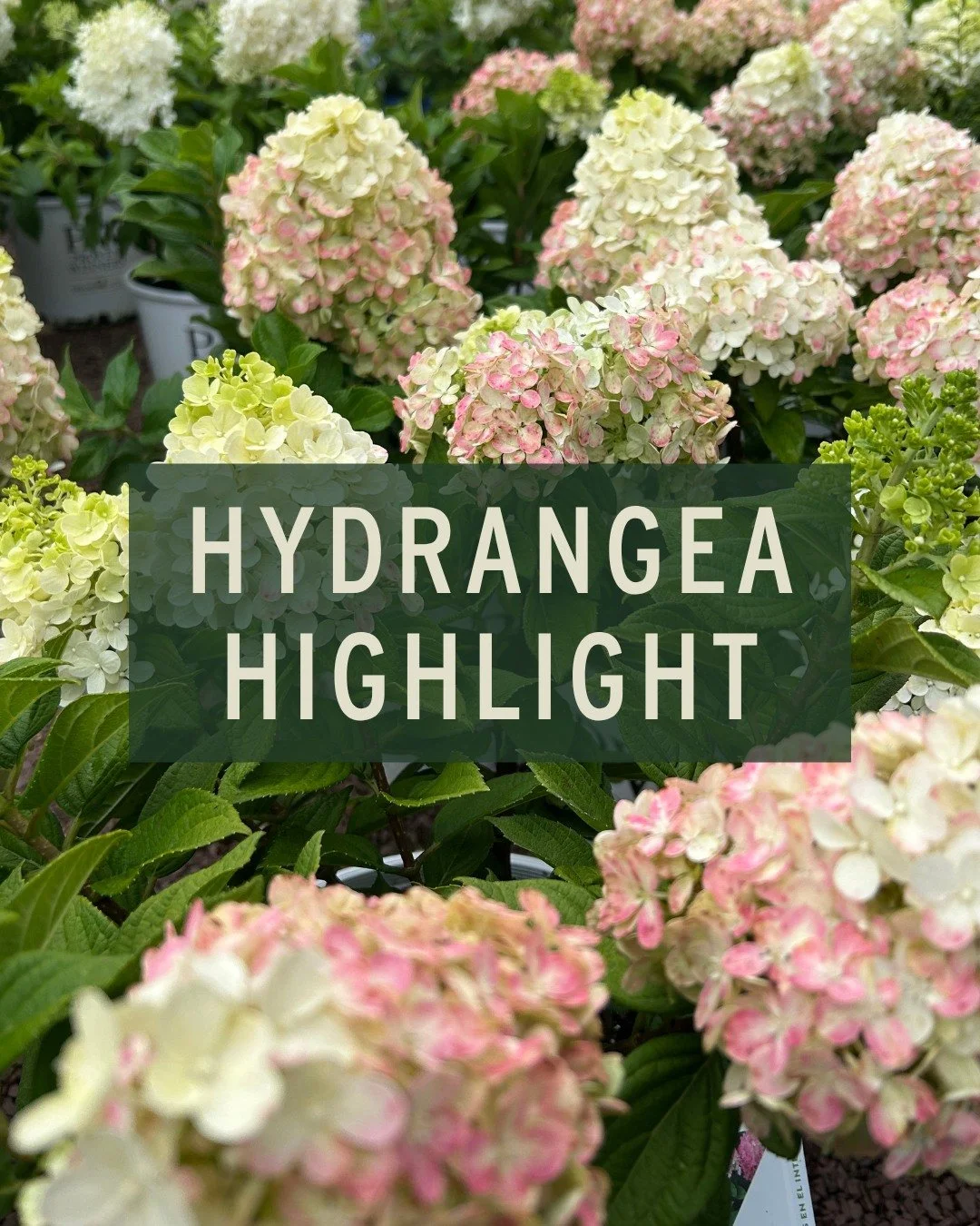Little Lime Punch&reg; Panicle Hydrangea 🌸

This little beauty packs a big punch - with big, fluffy blooms that start green and age to vivid pinks &amp; reds. Panicle hydrangeas can take (and actually thrive) in full sun as opposed to other hydrange
