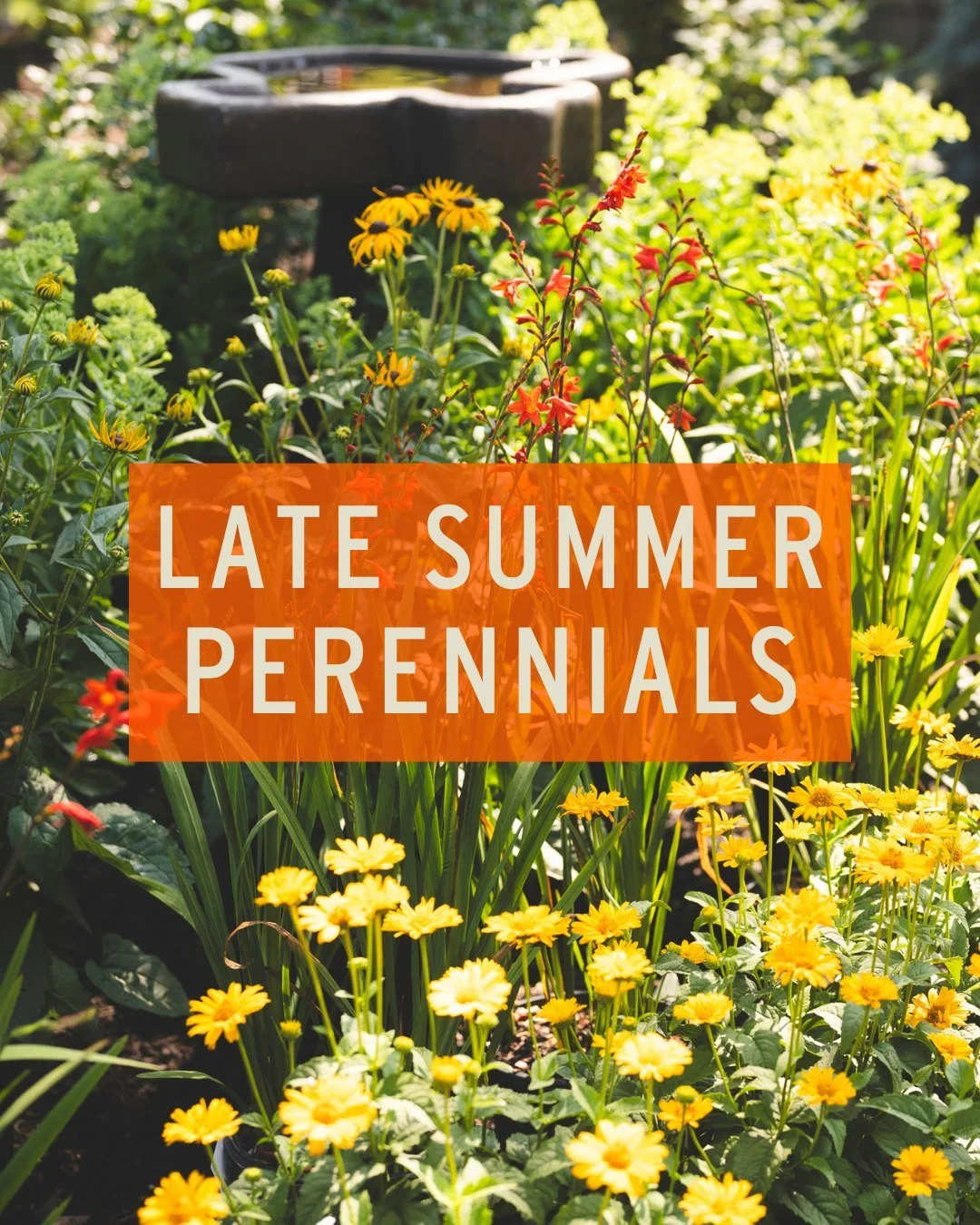 ☀ When everything else is wrapping up their blooms for the season, these perennials are just getting started.. 

Cardinal Flower &ndash; vibrant fire-engine red spikes that hummingbirds go crazy for. Another full-sun to part-shade lover, make sure yo