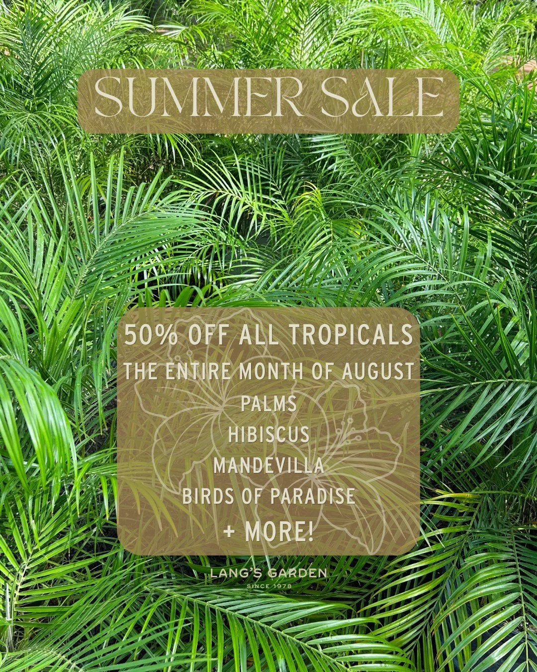 The time has come.. our Summer Tropicals Sale🌴🌺 50% off ALL tropical plants running all month long!

Keep the summer vacation vibes alive with these stunning statement plants! Everything from hibiscus to mandevillas, palms to birds of paradise, dur