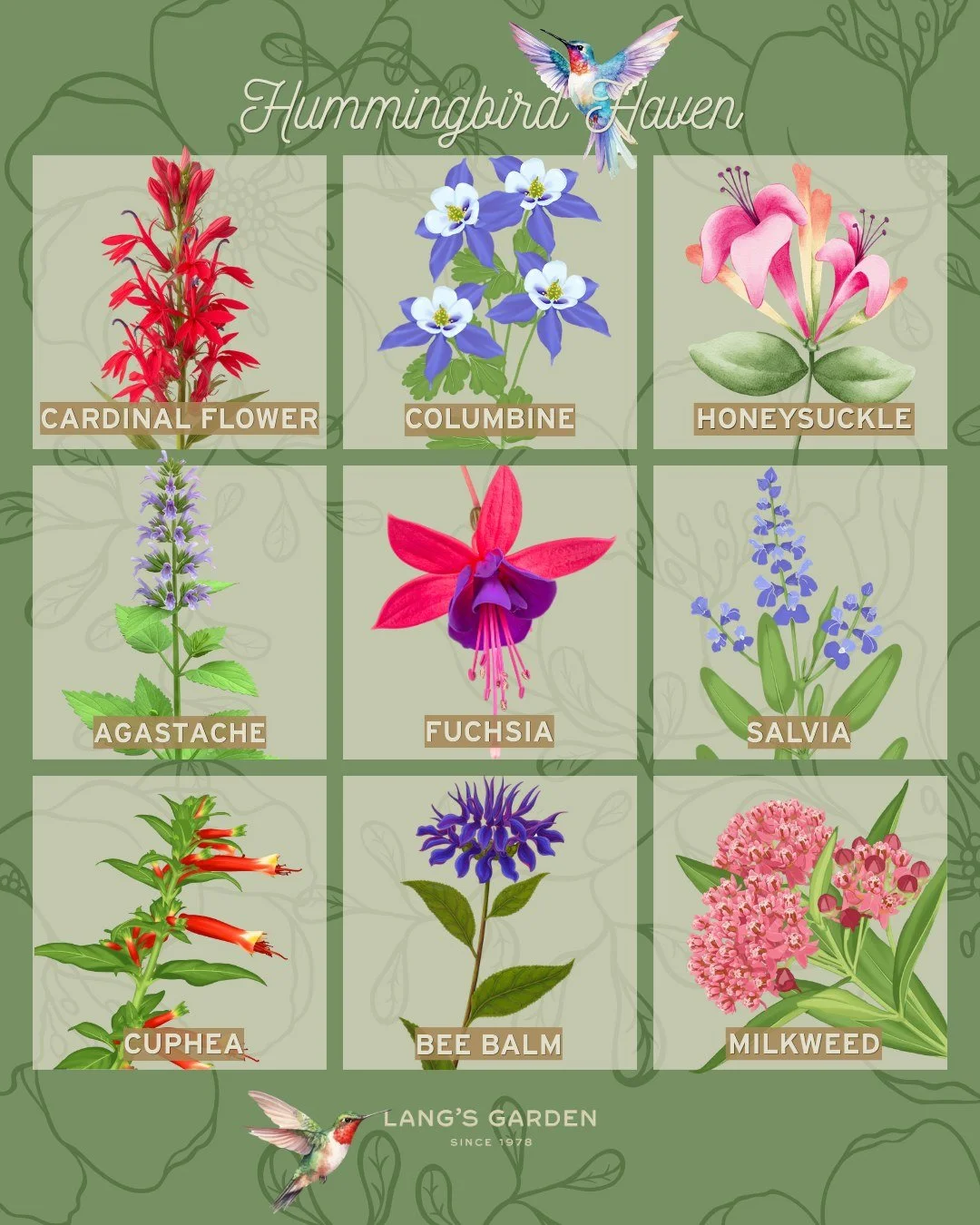 ✨ Hummingbird Haven 🐦

Hummingbirds are one of nature's hardest working pollinators, visiting up to 1,000+ flowers a day and helping native plants thrive all season long. They also help control pests, snacking on gnats, aphids, and mosquitoes betwee