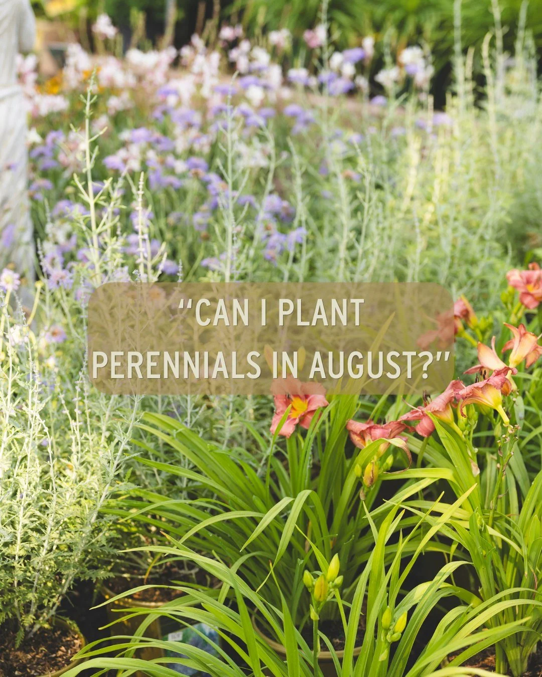 You don't have to put your gloves away just yet..

😎 You can still plant perennials in August, just take a few careful measures to prevent shock from the intense late-summer heat:

1. Planting later in the day protects new plants from intense heat s