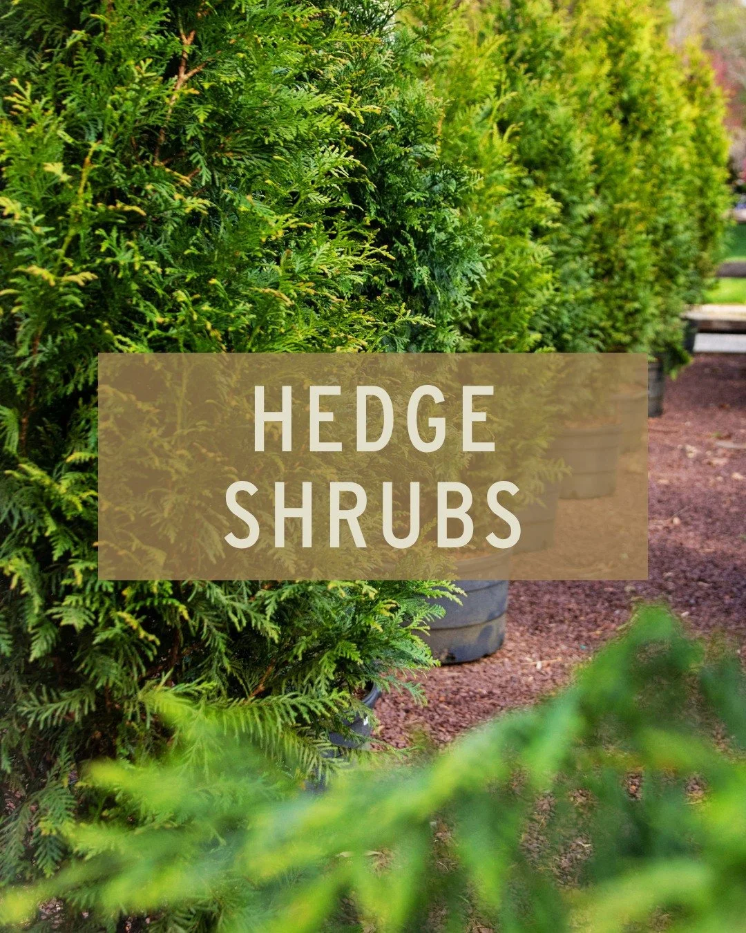 Need some privacy? We've got you covered (literally). 

🌲 Emerald Green Arborvitae - classic, columnar, and cold-hardy, this narrow evergreen is great for privacy screens without eating up yard space, growing 12&ndash;15 ft tall yet staying 3&ndash;