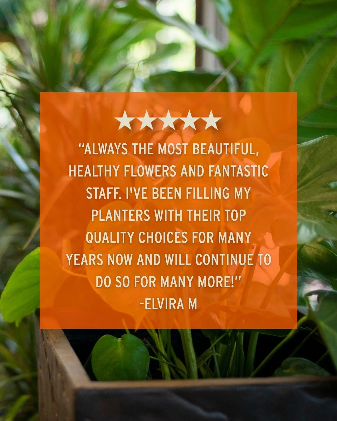 Our customers are the best, so we love helping you find the best quality plants for whatever you desire! 🪴

Thanks so much for the great review, Elvira! 🧡

Stop by the store &amp; bring your space to life!
📍 Lang's Garden Center - 2020 West Ave, L