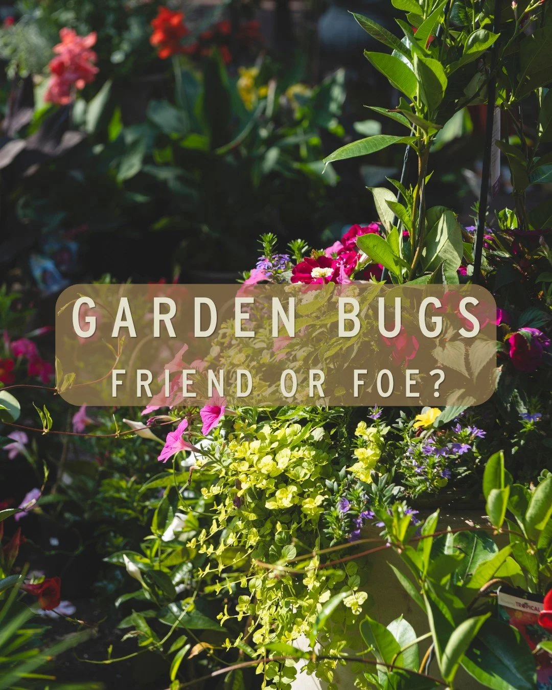 Before you spray, take a closer look... it might just be an ally!

Not every bug in your garden is a pest! Some bugs may seem a bit scary, but they are actually working for you, maybe munching aphids, mites, or other troublemakers. Scroll through to 