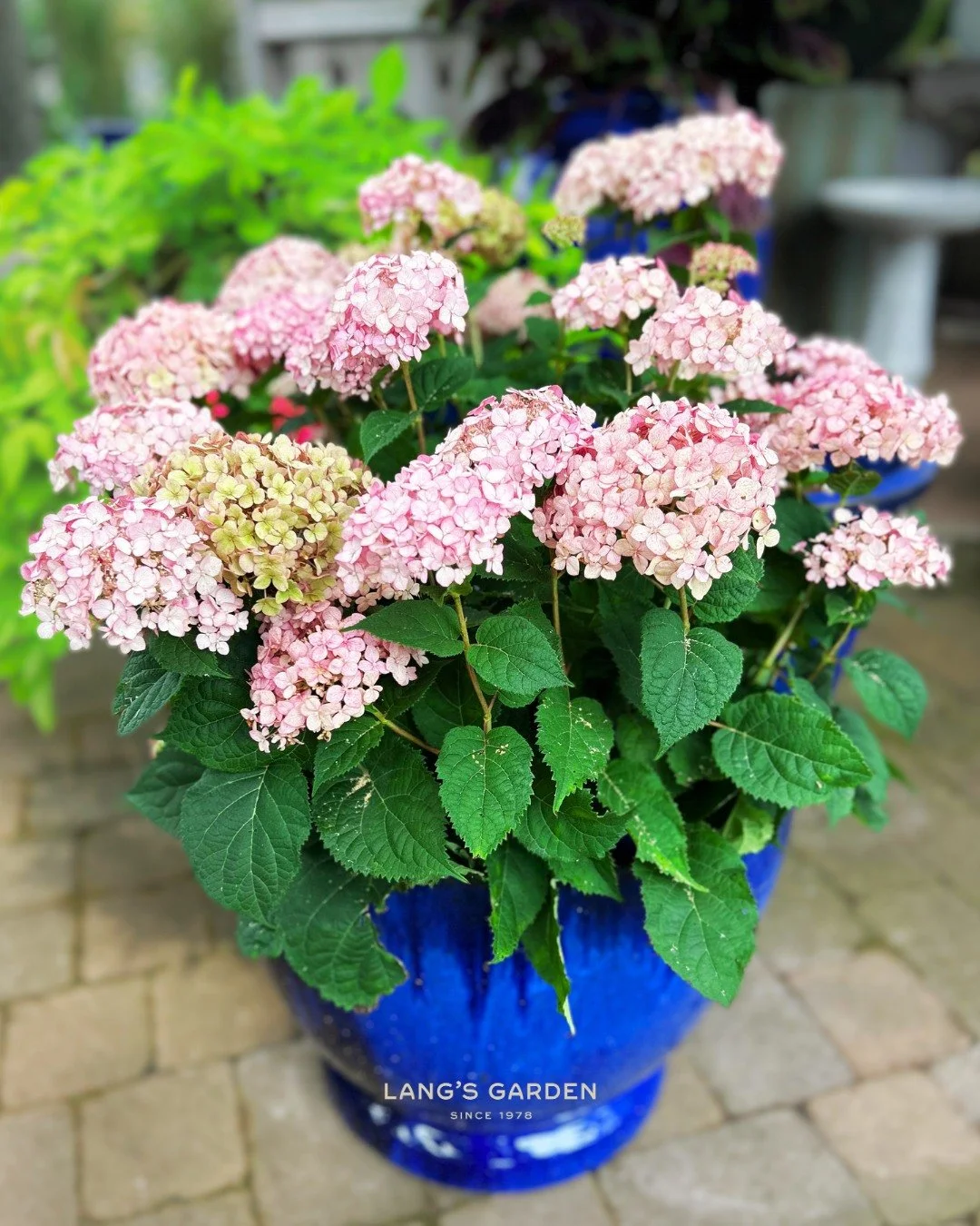 Wanna put your hydrangea in a pot? You can!

Here are some tips on caring for your potted hydrangeas:
💧 Water often - soil in pots dries out fast. You may need to water every day during hot summer weather.
🪴 Pick a big pot - use a container that is