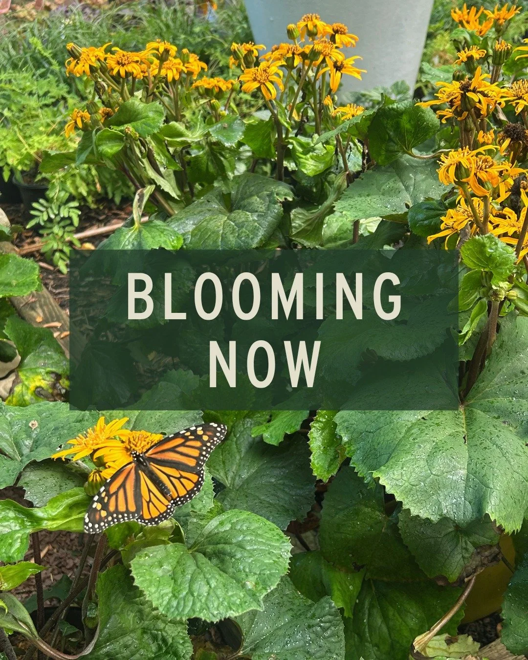 Blooming Now 🌻

'Medusa' Allium - blooms late summer into early fall, with twisty grey-green leaves and amethyst-purple flower clusters. It's drought-tolerant and low-maintenance, loving full sun with well-drained soil.

'Mardi Gras' Helenium -  blo