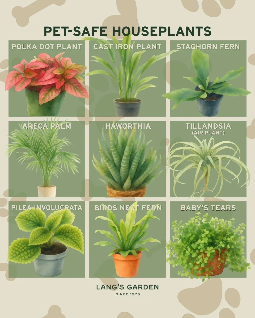 Celebrating National Dog Day with Pet-Safe Houseplants (part 2)!

These 9 houseplants are non-toxic to cats &amp; dogs, so you can bring the beauty of nature indoors without putting your fur-babies at risk.

💚 When in doubt, check the ASPCA's full t