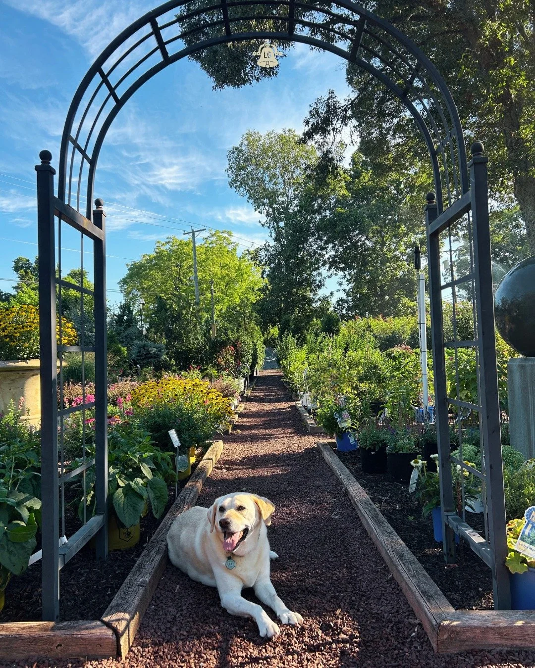 Happy National Dog Day from the Lang's Gang (and Lexi)! 

We love when you bring your pups in to visit! Come over and go for a stroll through the garden today - pick up a plant for you &amp; a treat for your fur baby! 🐾

📍 Lang's Garden Center - 20