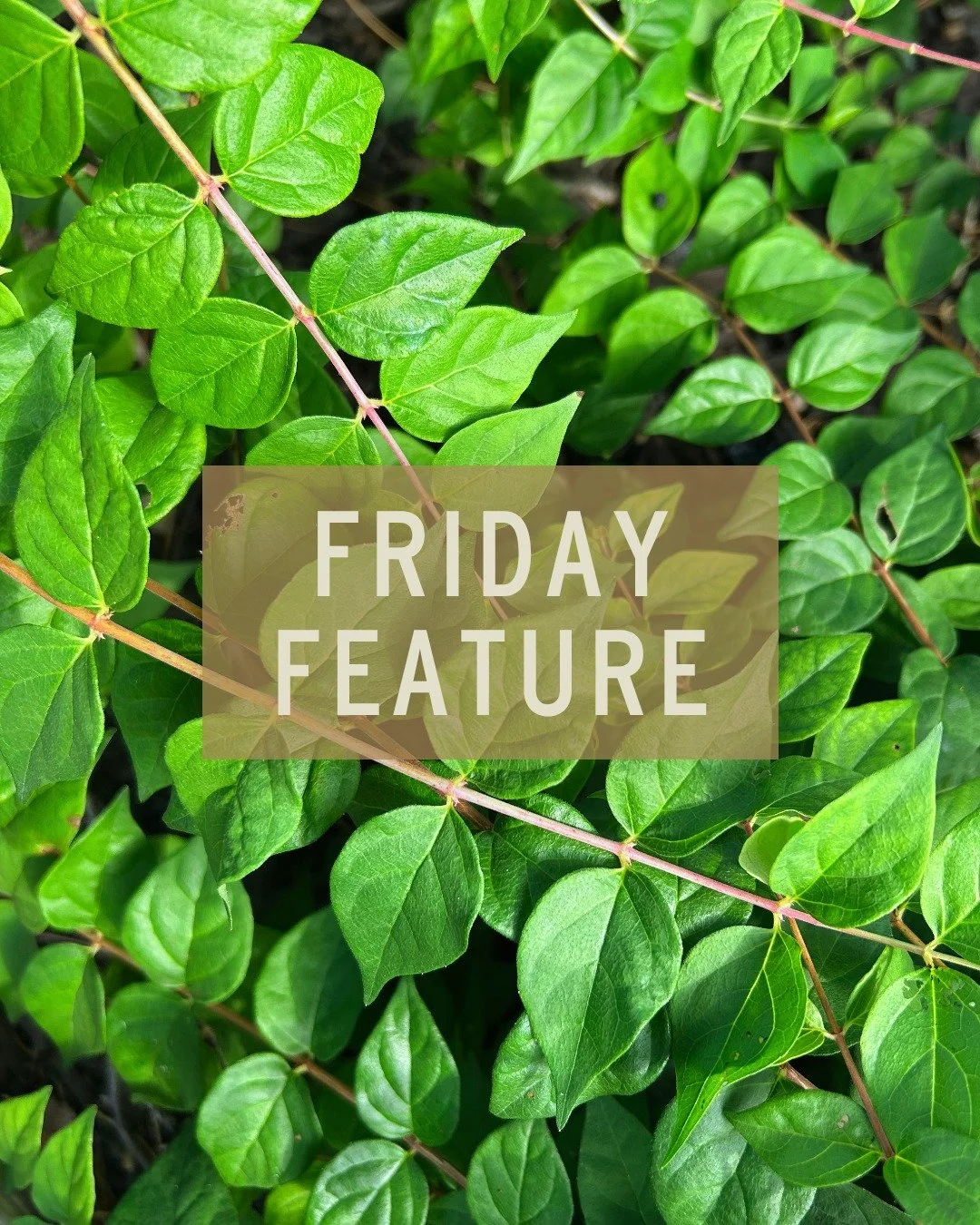 This Friday Feature is dedicated to Dolly Parton. Her music, her heart, and her generosity touched millions, so it felt only right to feature Jolene Jolene (Kolkwitzia amabilis) this week in her memory. 💕

Jolene Jolene is a compact dwarf beautybush