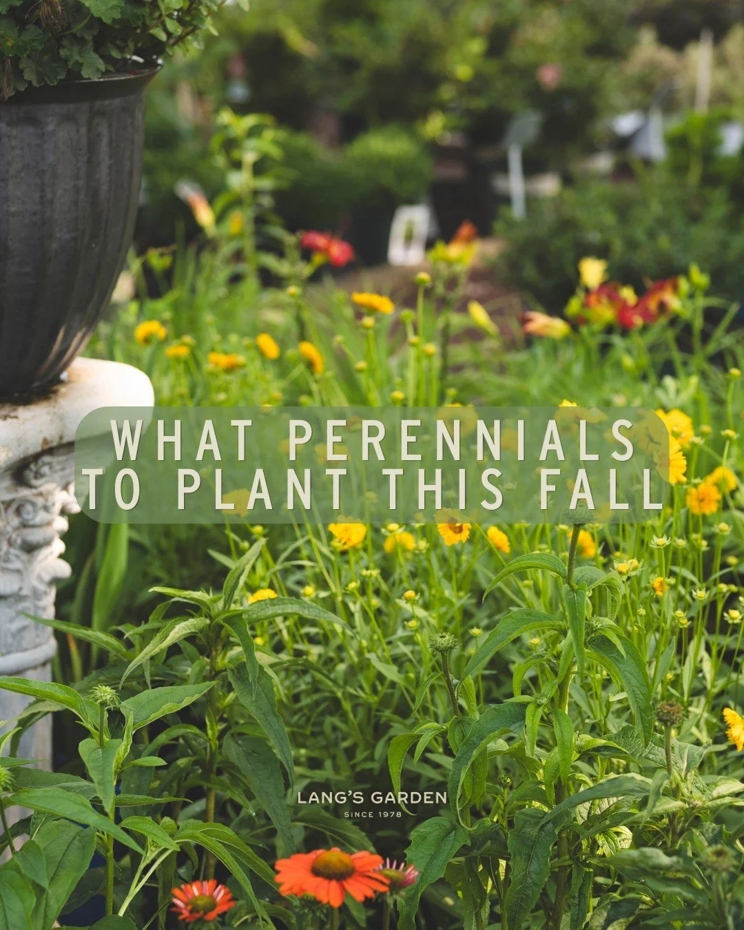 Fall is a great time to plant your perennials. With warm soil, mild air temps, and autumn rain, you have the perfect conditions for strong root development before winter sets in. Planting now may seem like a waste since the cold is creeping up on us,