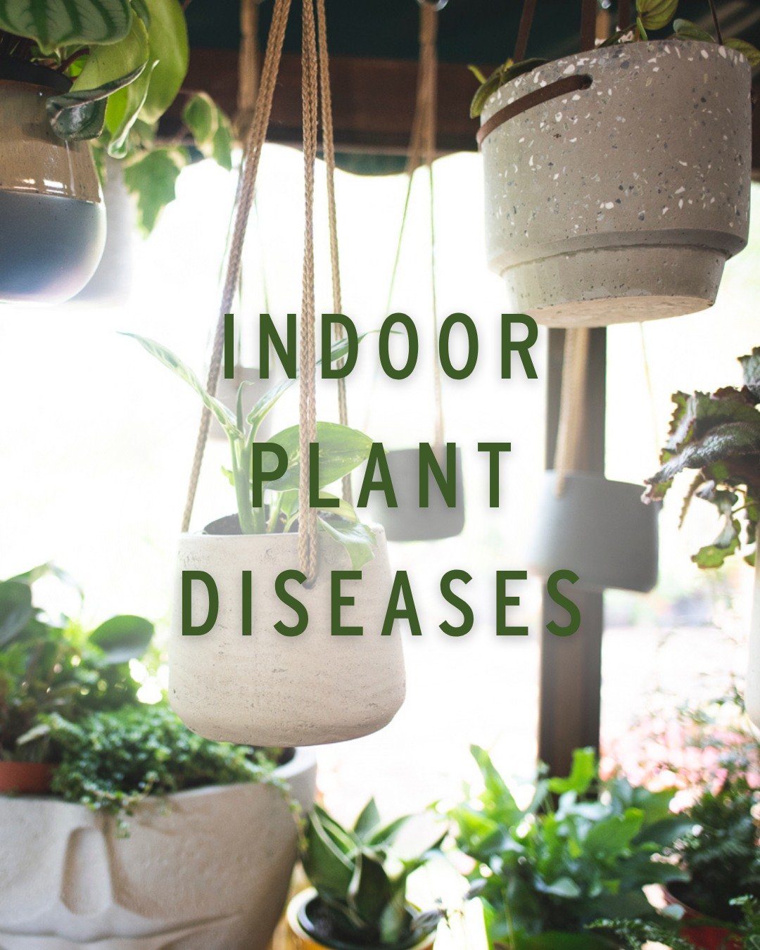 Is your houseplant trying to tell you something?

Swipe through for a quick guide to the most common indoor plant diseases, what causes them, and how to treat (or prevent) them before it's too late. 🩺🪴

Send us a photo &amp; we're happy to help you