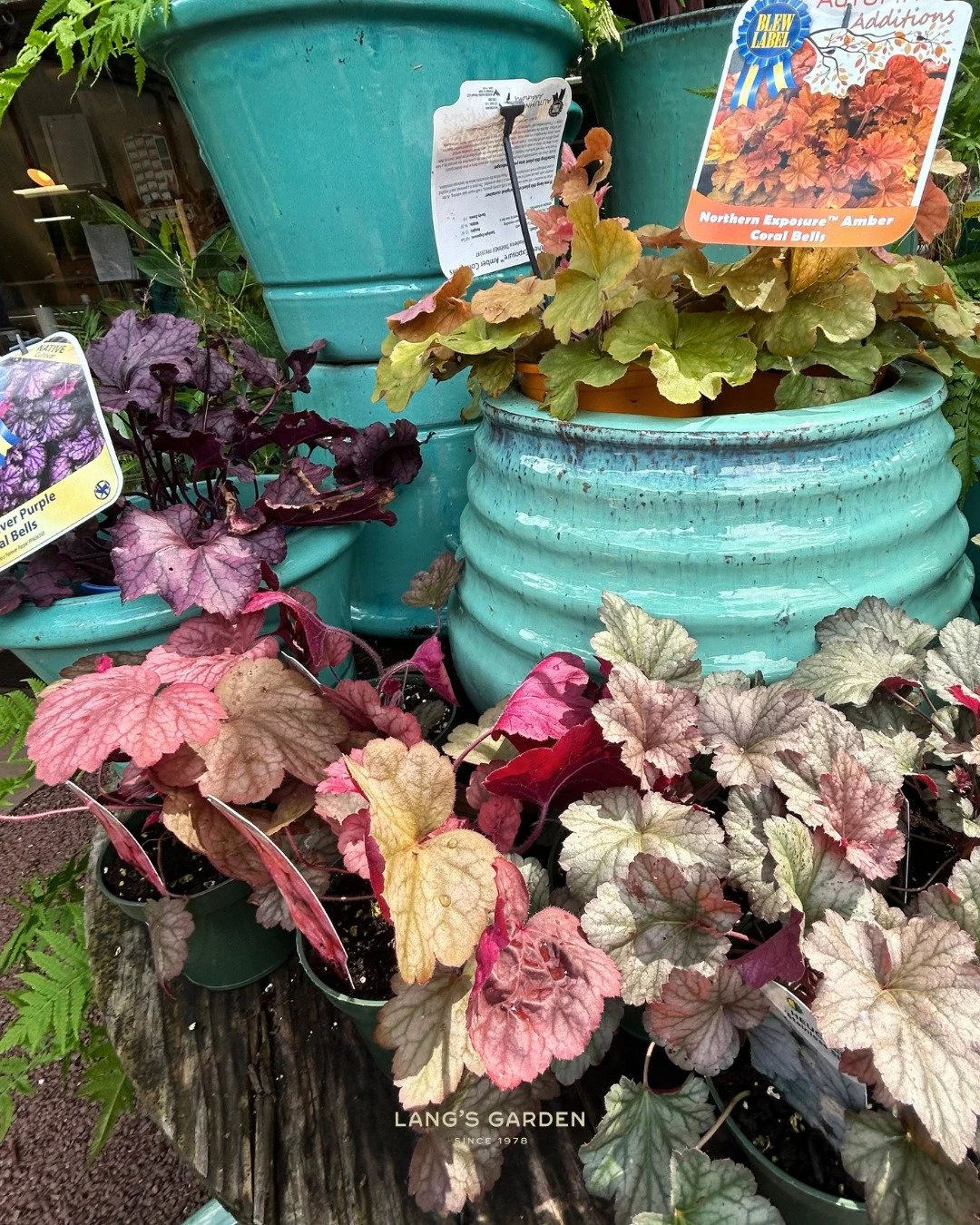 One of our fall favs - Heuchera! 🍂

Also known as known as coral bells or alumroot, these perennials can brighten the  shady areas of your garden, and are also a great choice for fall planters! 

Featured here are some of the bright, bold color opti