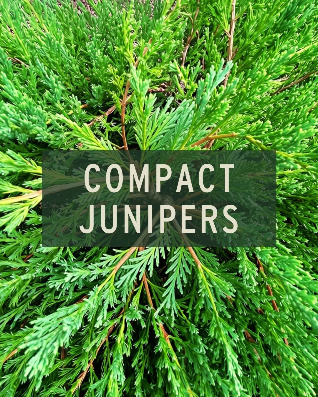 Looking for a low-maintenance evergreen that won't outgrow its welcome? Compact junipers are one of our favorite picks, since they are tough, drought-tolerant, and salt-spray resistant, making them perfect for our coastal properties.

Swipe thru to s