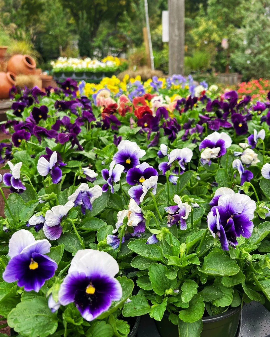 Petey Pumpkin showed up, so you know that means fall is taking over at Lang's! 🍂 

Come shop your seasonal favorites - pansies, mums, ornamental kale, pumpkins, gourds galore and more!

📍 Lang's Garden Center - 2020 West Ave, Linwood
📞 (609) 927-6