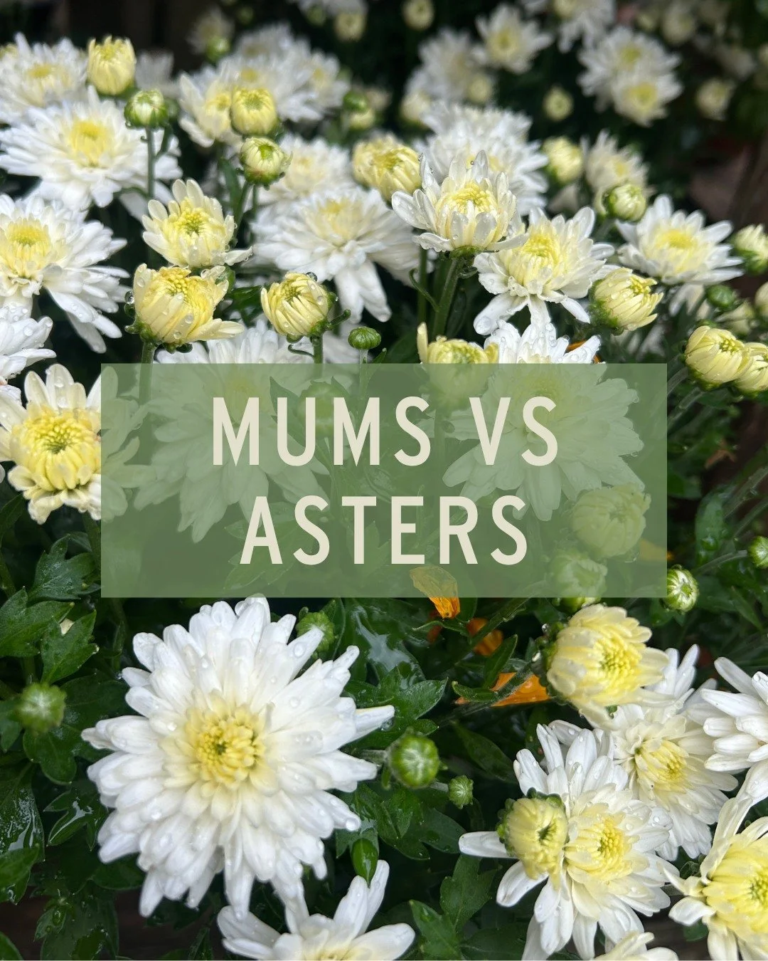 Mums certainly steal the spotlight in fall gardening and landscaping, and for good reason, but what if you added in a native option this year?

While mums are the gorgeous blooming icons of the season, asters give our pollinators much needed late-sea