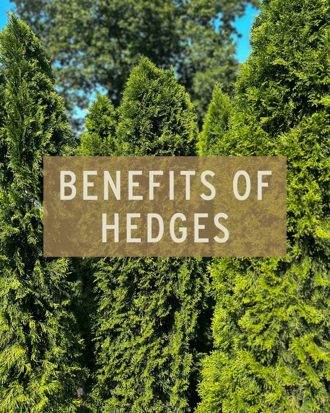 Hedges do more than just keep stuff out - they can also add to your property! Year-round aesthetic, natural borders, and wildlife shelter? Yes, please!

🌲 20% off select hedge trees - Green Giant Arborvitae, Northern Spire Arborvitae, Leyland Cypres