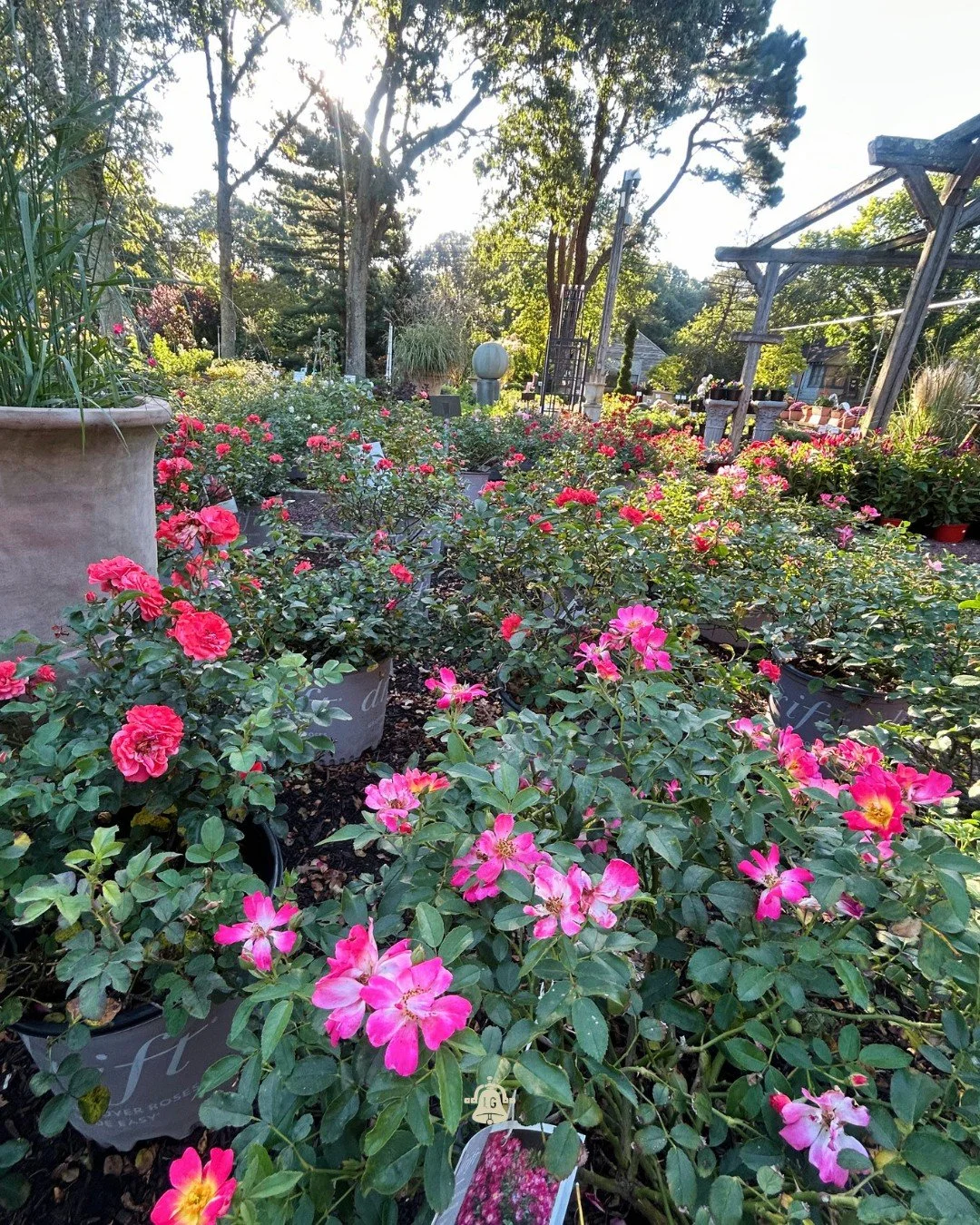 Roses are red... and pink and white and yellow.
Drift roses keep blooming, the blooms not mellow.
While summer flowers fade and the fall air turns crisp,
These hardy rose shrubs just won't quit.
From spring through summer and into the fall,
Drift ros