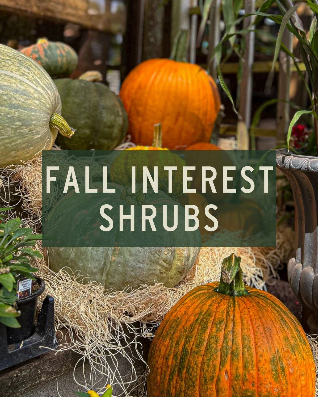 Happy first day of fall!

Summer color doesn't have to slip away with as the temps drop! Plant these fall interest shrubs to carry out the color well into the cooler season. 

❤️ Fragrant Sumac &ndash; Leaves transition from a glossy green into mixed