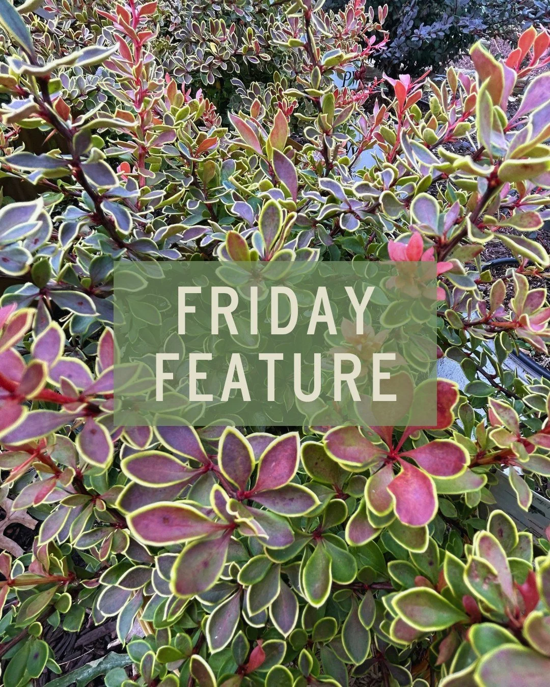 If you want big fall color without the big footprint, this one's for you:

The Admiration Barberry (Berberis thunbergii 'Admiration') is a compact, slow-growing dwarf shrub known for its brilliant coral-red leaves edged in bright neon yellow.

As a d