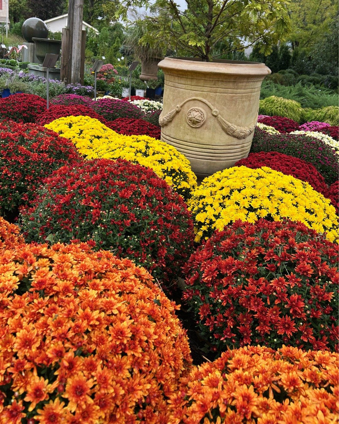 Mum-limited possibilities! 🌼

How do you mum? Do you keep them on the porch, or plant them in the ground? Do you have a go-to color, or do you mix &amp; match?

Whatever your deal is, we have many, many sizes &amp; colors of mums for you to create y